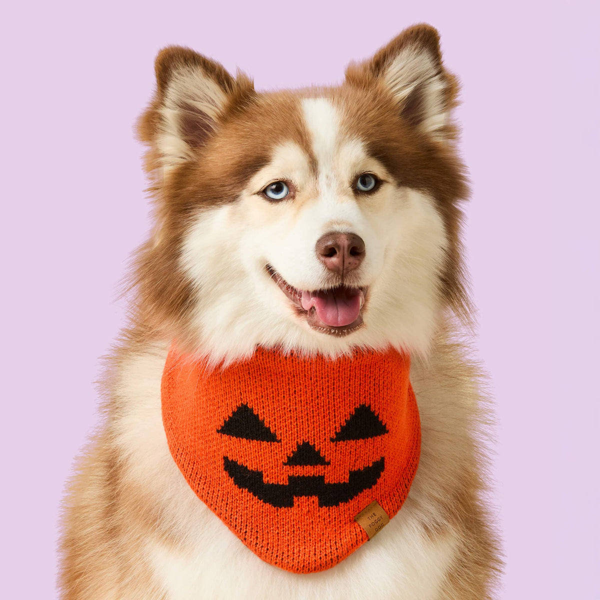 The Foggy Dog - Jack-o’-Lantern Knit Dog Bandana