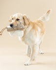 Petshop by Fringe Studio - EARTH FRIENDLY DOG TOY BRING MORE NUTS!