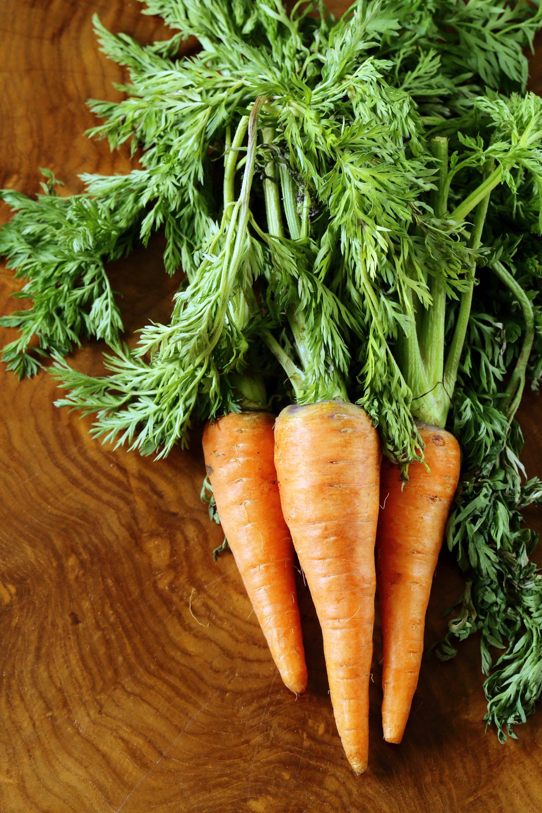 Schoepp Seeds - Carrot, Half Long Heirloom Garden Seed Packets
