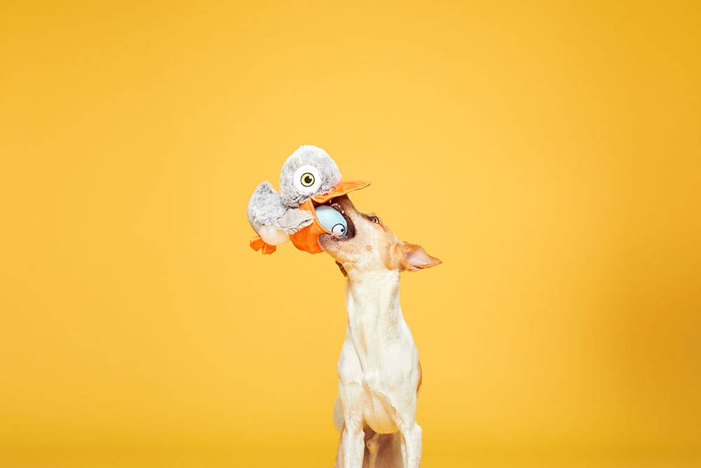 BARK Big Bill &amp; Beak-A-Boo Fish