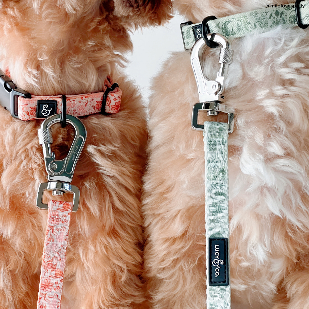 Lucy &amp; Co. - Camp Out Collar: L