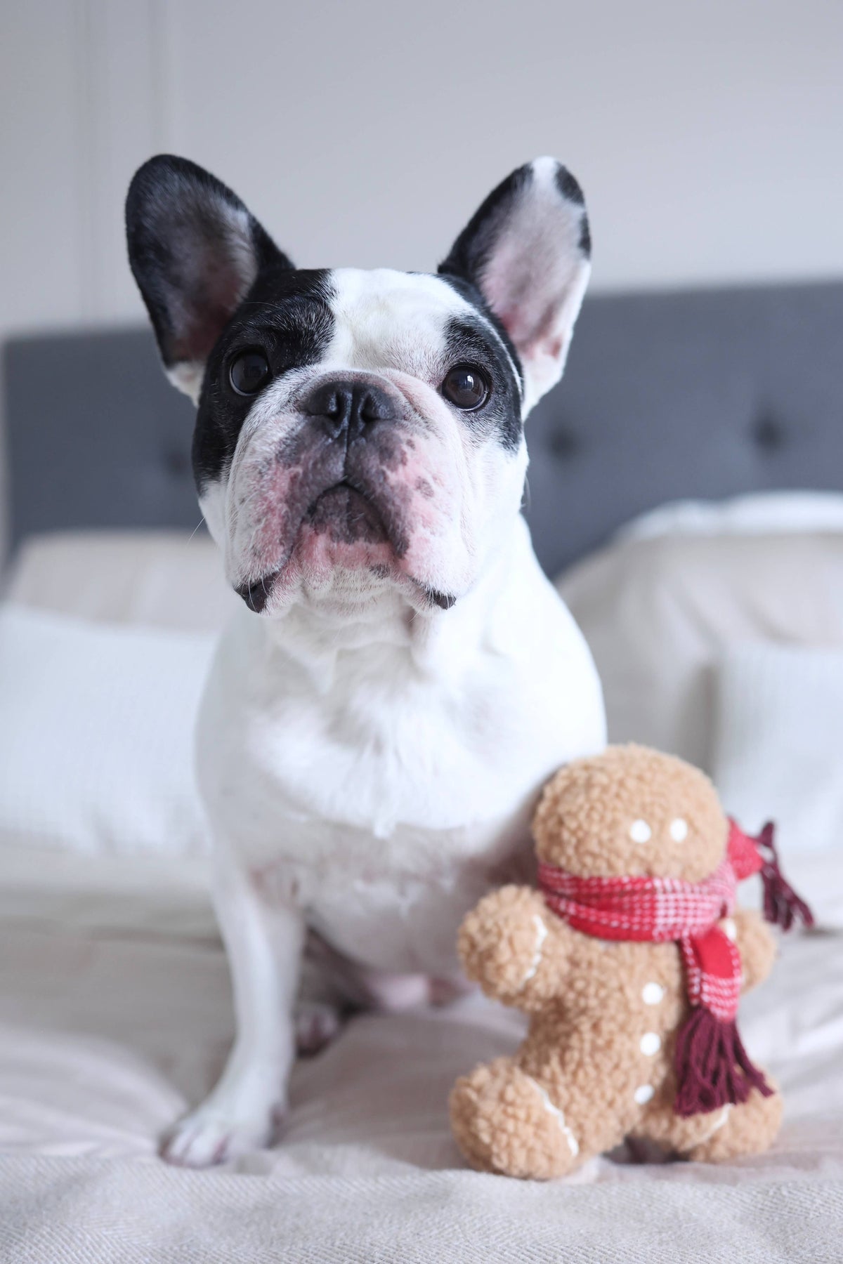 Lambwolf Collective - MISTER GINGERBREAD// Holiday Toy// Enrichment Dog Toy