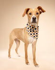 The Paws - Trick or Treat Halloween Dog Bandana
