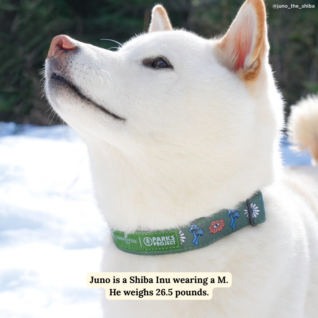 Lucy &amp; Co. - Lucy &amp; Co. x Parks Project Power to the Parks Collar