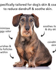PRIDE+GROOM - THE SENSITIVE ONE | SHAMPOO FOR SENSITIVE COATS + PUPPIES: Medium