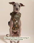 Lucy & Co. - Take a Hike Corduroy No-Pull Harness