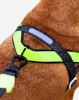 Zee.Dog - NOX | SofterWalk Harness: Medium
