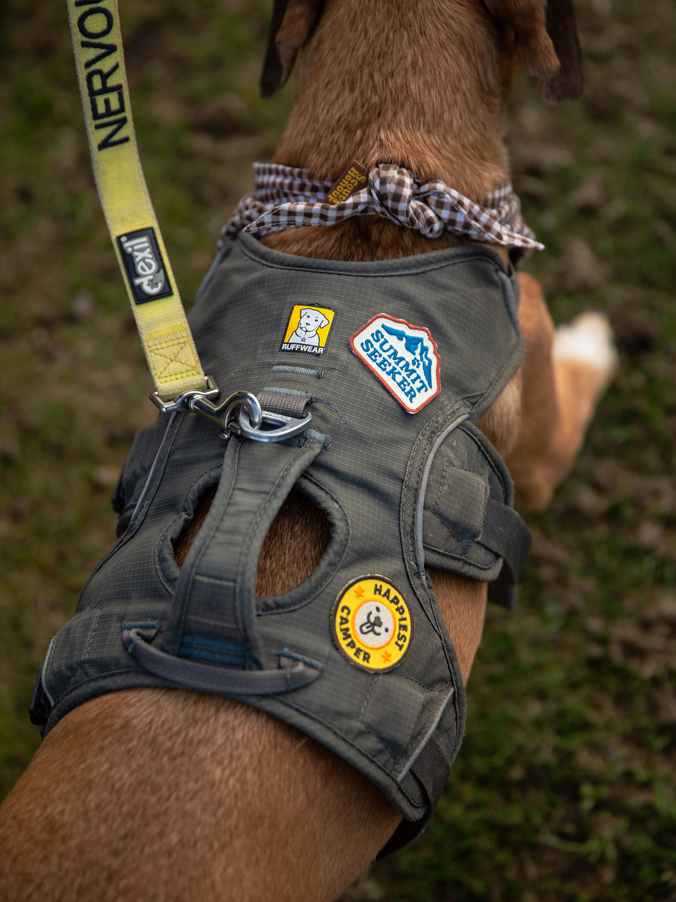 Scout's Honour Pty Ltd - Happiest Camper iron-on patch for dogs and cats