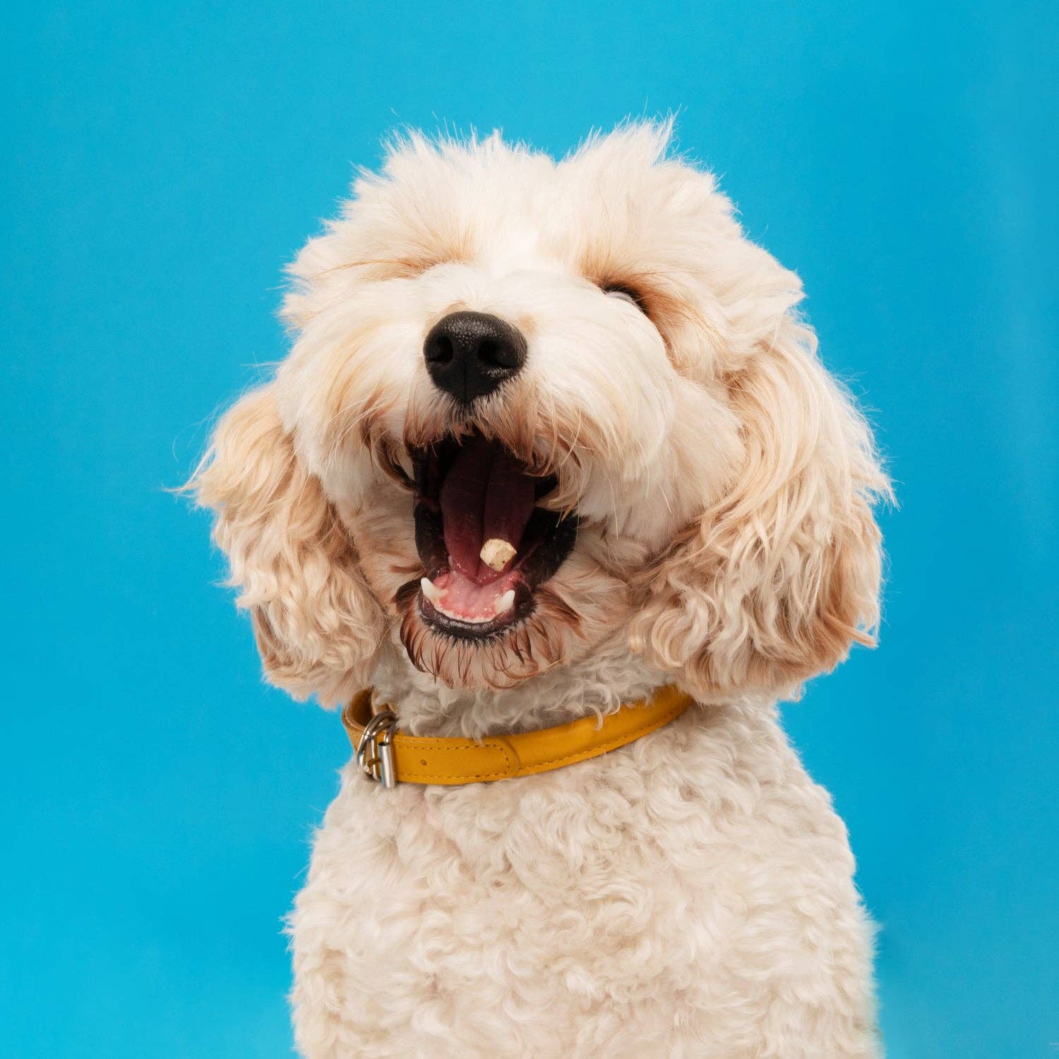 Snaggletooth Pets - Duck Liver Teeny Tiny Treats