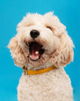 Snaggletooth Pets - Duck Liver Teeny Tiny Treats
