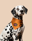 Scout's Honour Pty Ltd - Velcro Dog iron-on patch for dogs and cats