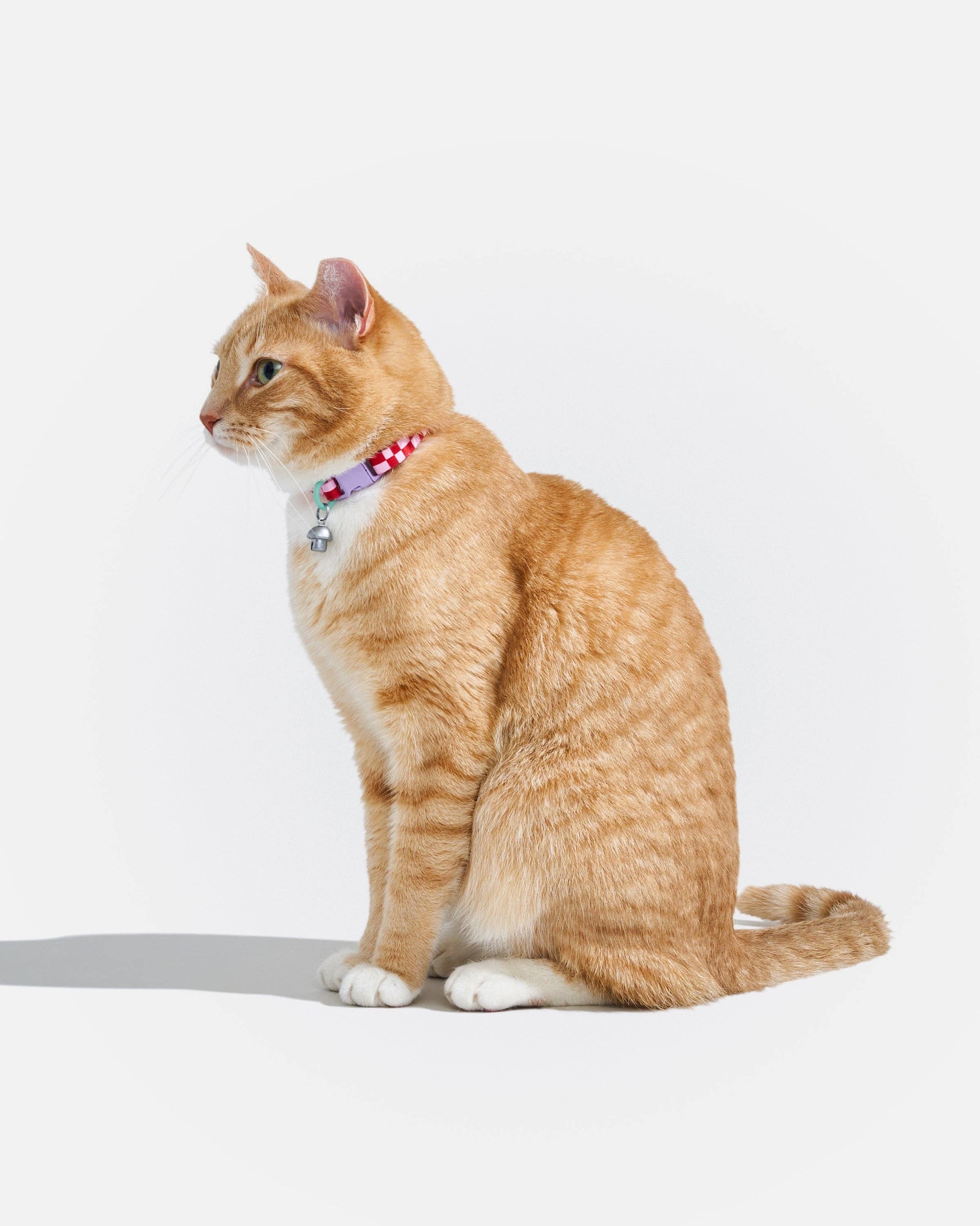 Wild One - Breakaway Cat Collar: S / M • Cat / Lilac