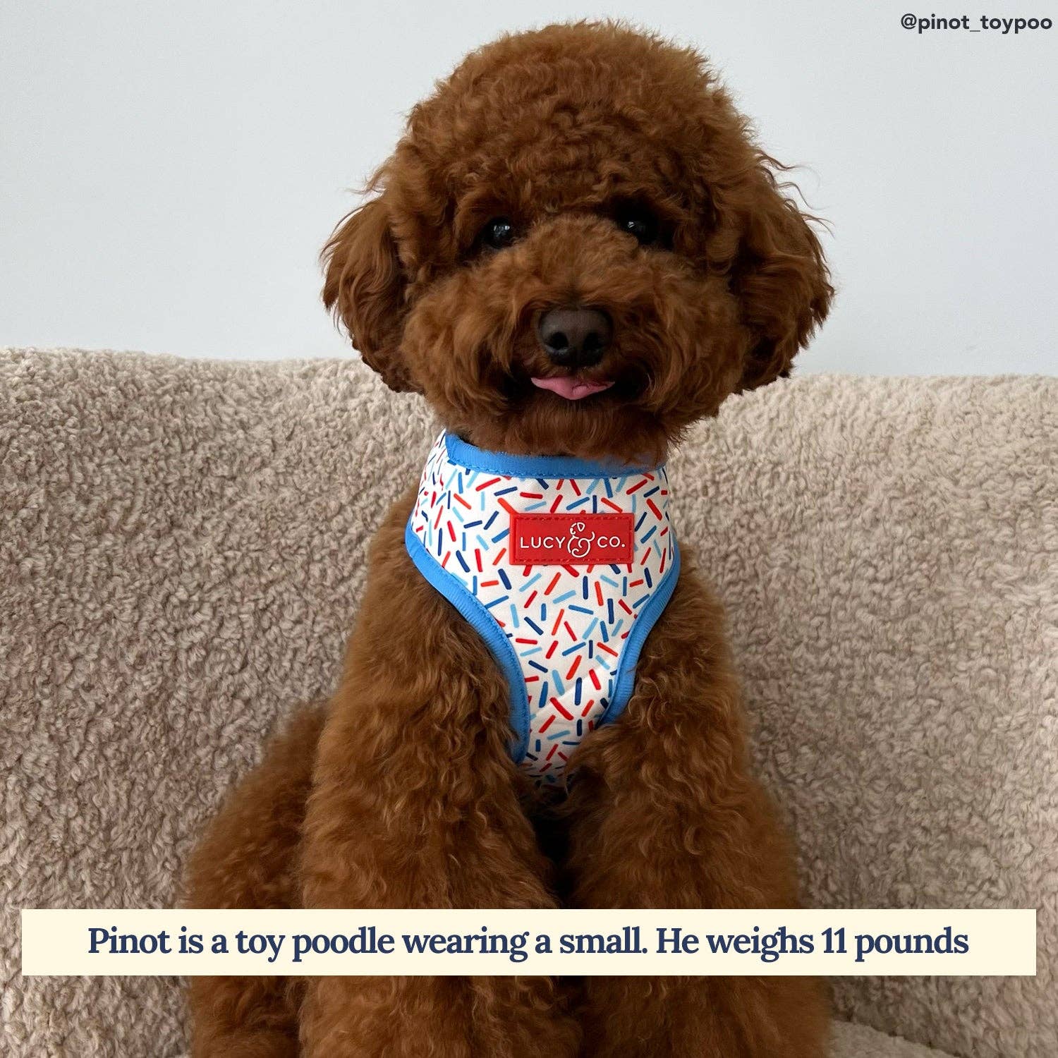 Lucy &amp; Co. - The What&#39;s the Scoop Reversible Harness