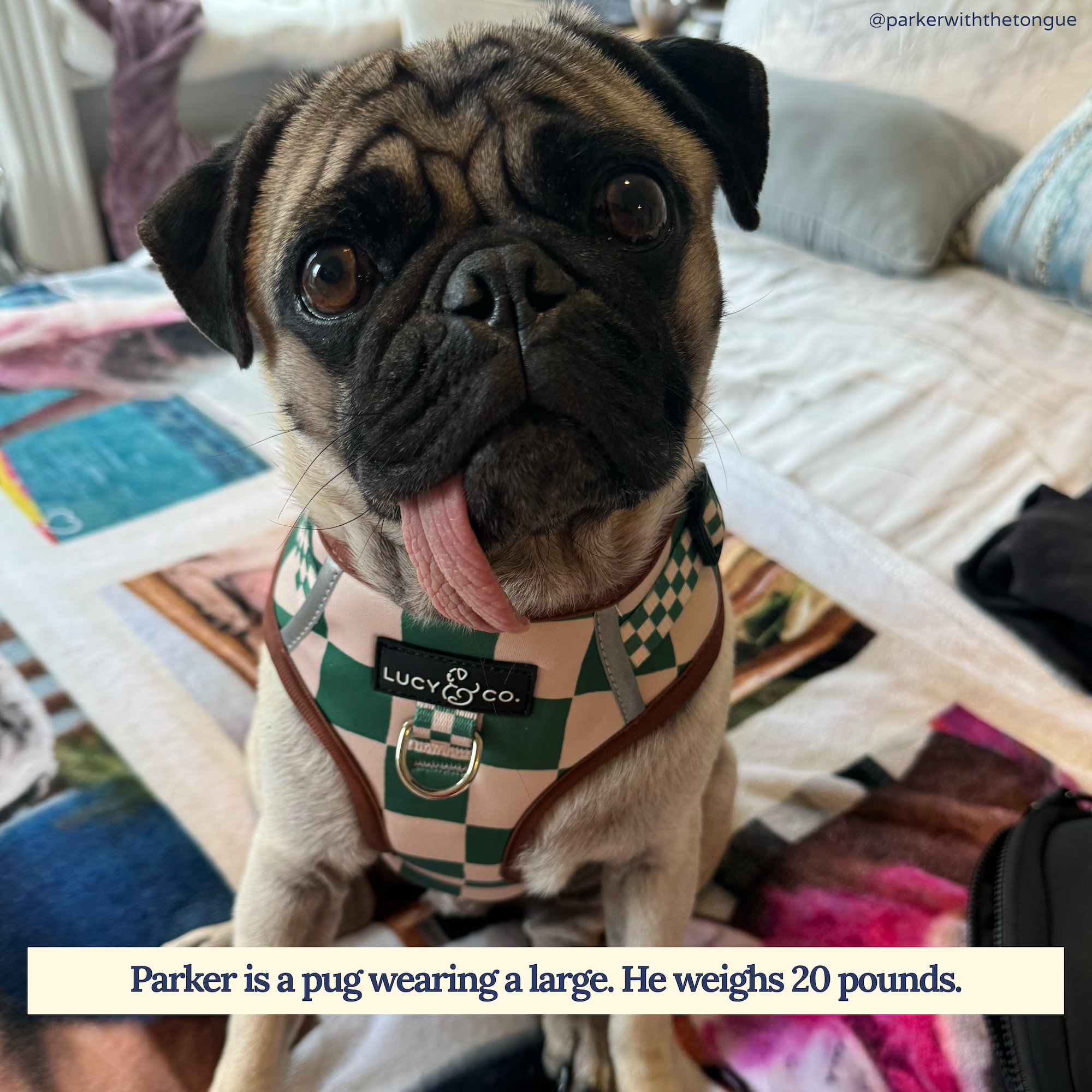 Lucy &amp; Co. - You're a Square No-Pull Harness: Large