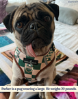 Lucy & Co. - You're a Square No-Pull Harness: Large