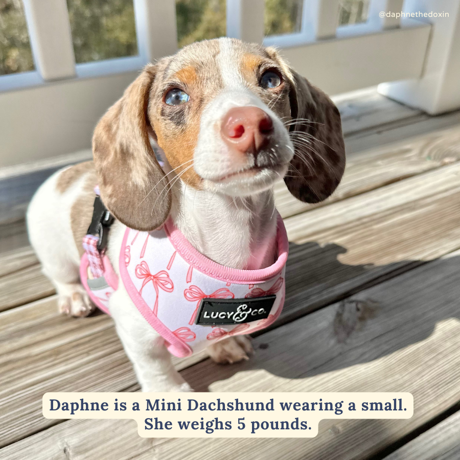 Lucy &amp; Co. - Take a Bow Reversible Harness: L