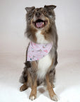 Dog Bandana Co Pink Birthday/Gotcha Day Reversible Bandana