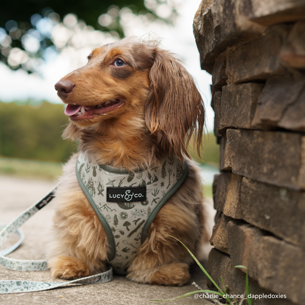 Lucy &amp; Co. - Camp Out Reversible Harness: L