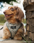 Lucy & Co. - Camp Out Reversible Harness: L