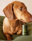 Always Off Leash - Everything Balm