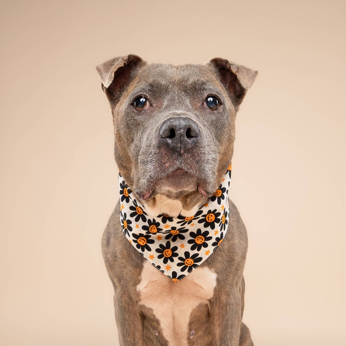 The Paws - Pumpkin Petals Halloween Dog Bandana