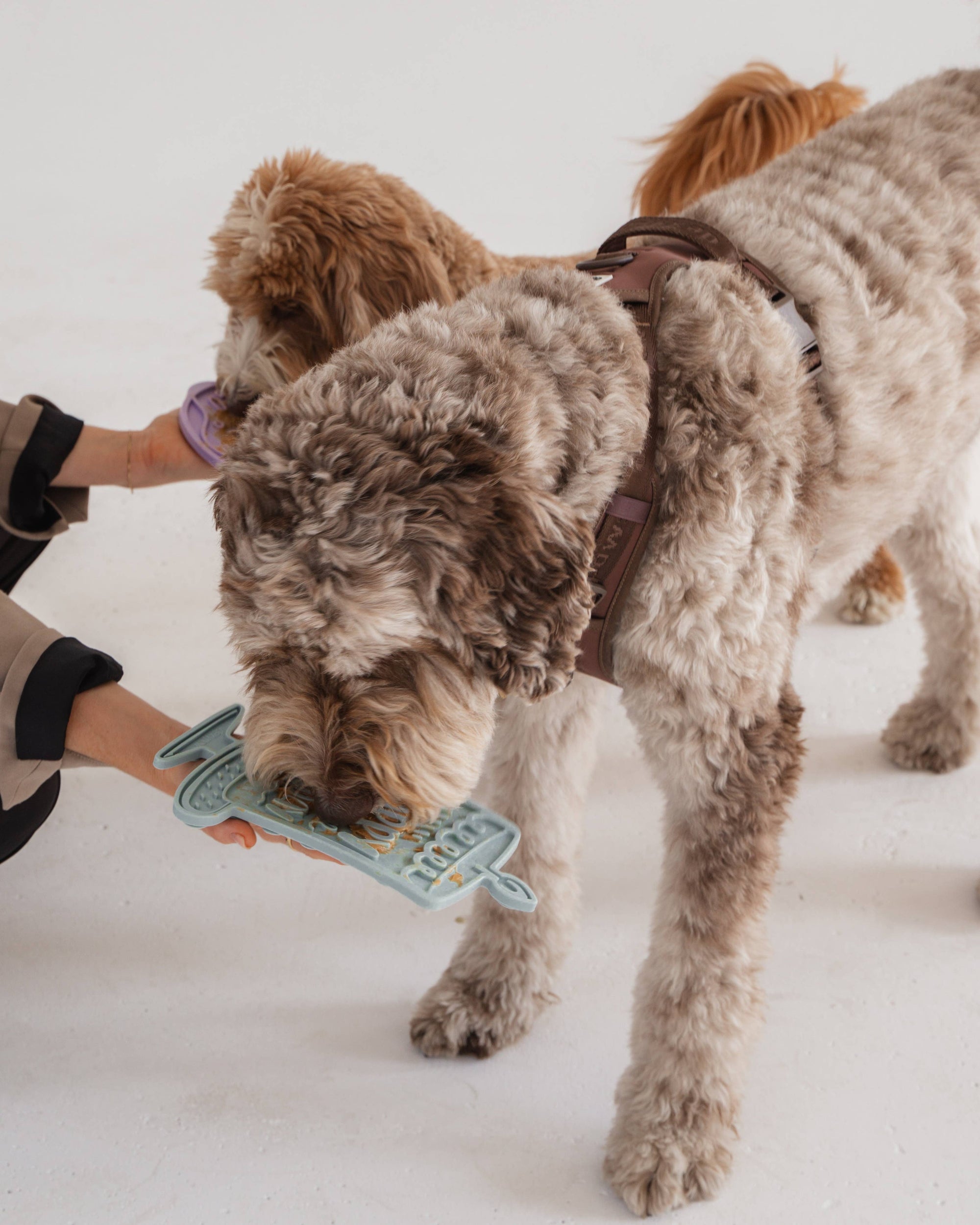 dexypaws - Barkday Bash Enrichment Lick Mat