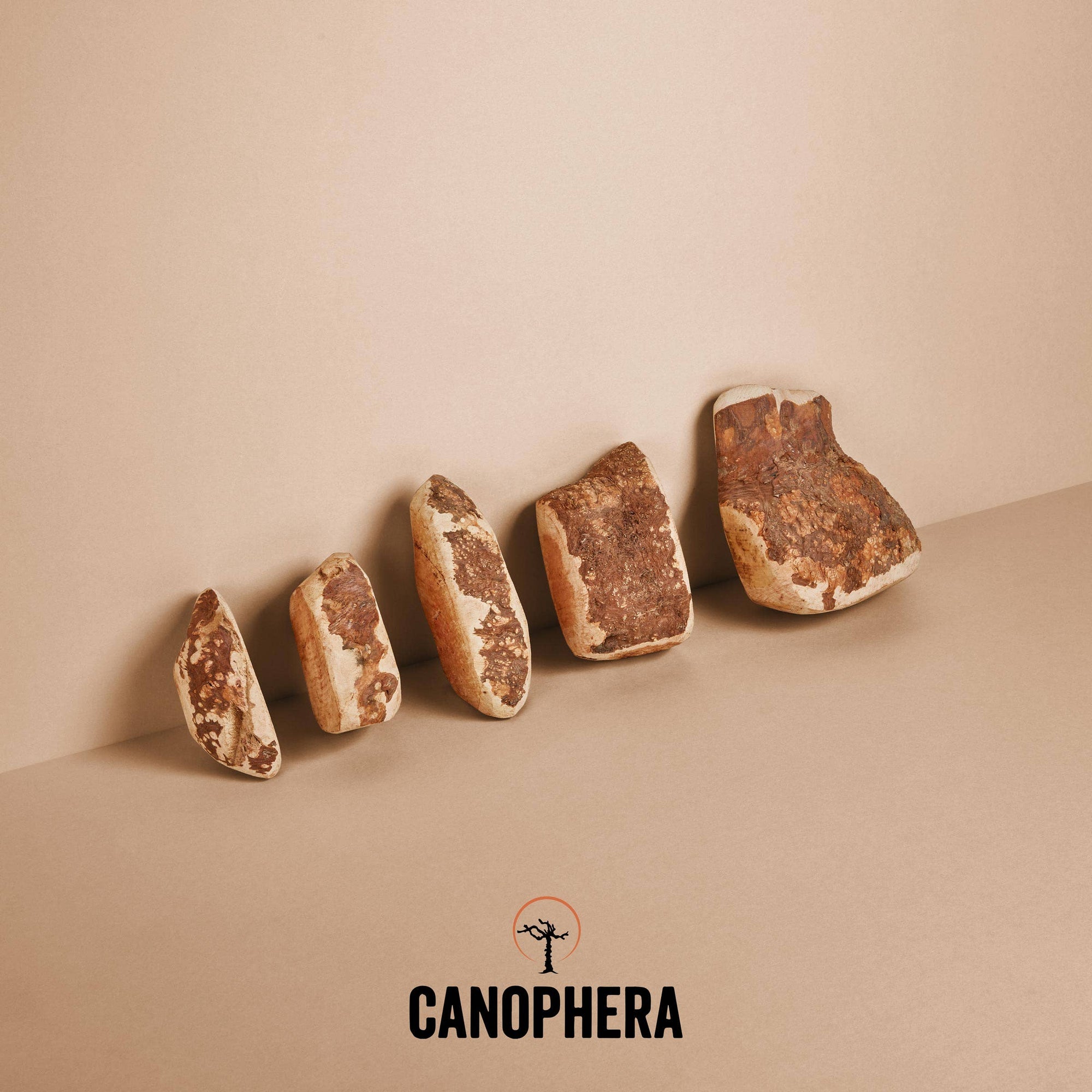 CANOPHERA LLC - Dog Chew Made of Briar Root.: L