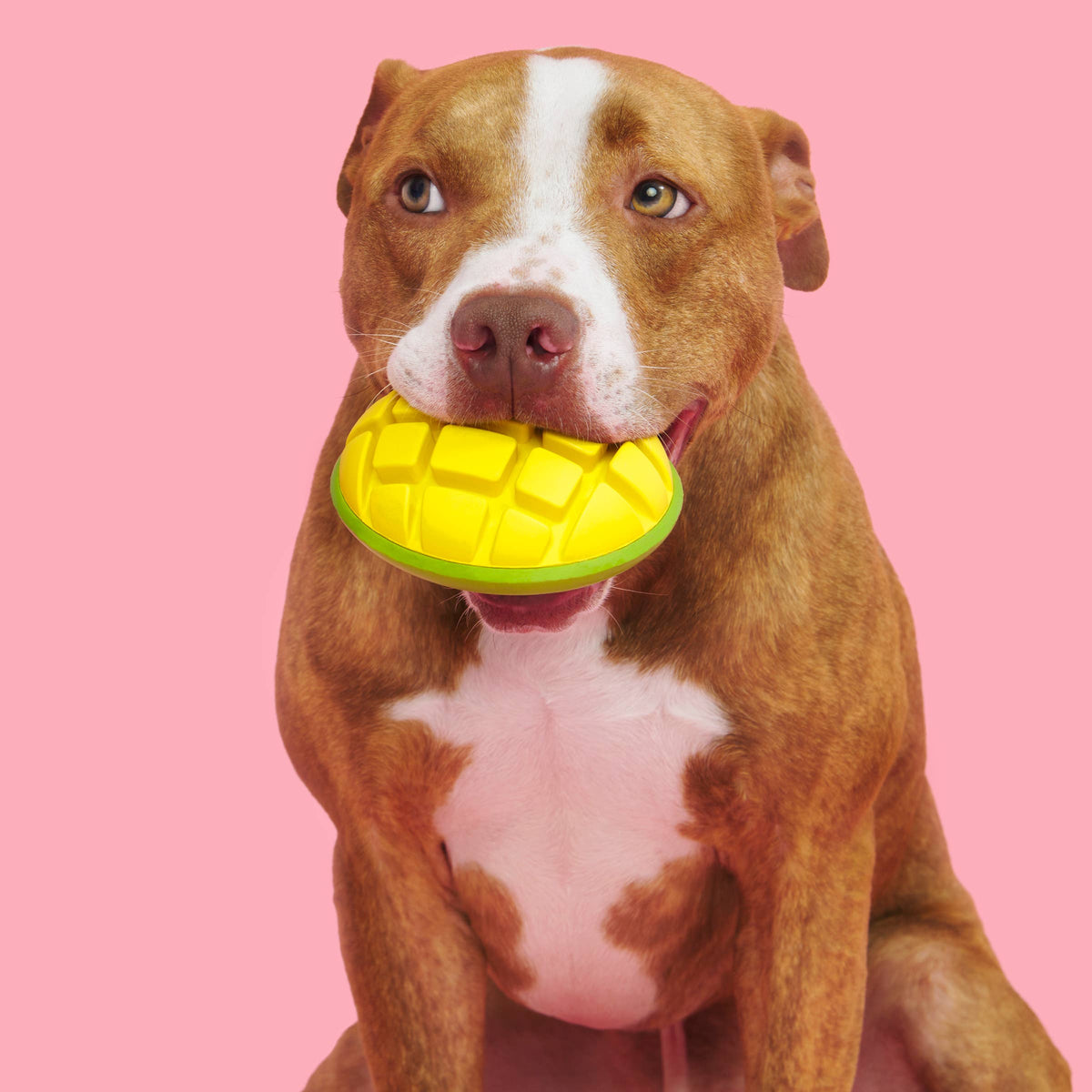 Barkbox Go Mango BARK Super Chewer Go Mango Dog Chew Toy L – The Modern Dog Company Store