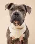 The Paws - Butter Stripe  Dog Bandana