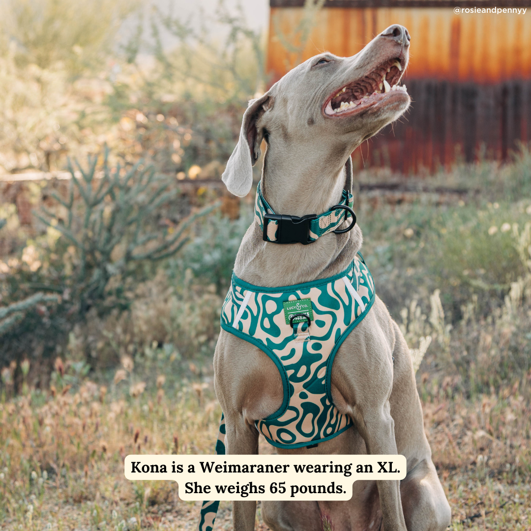 Lucy &amp; Co. - Lucy &amp; Co. x Parks Project Geyser No-Pull Harness