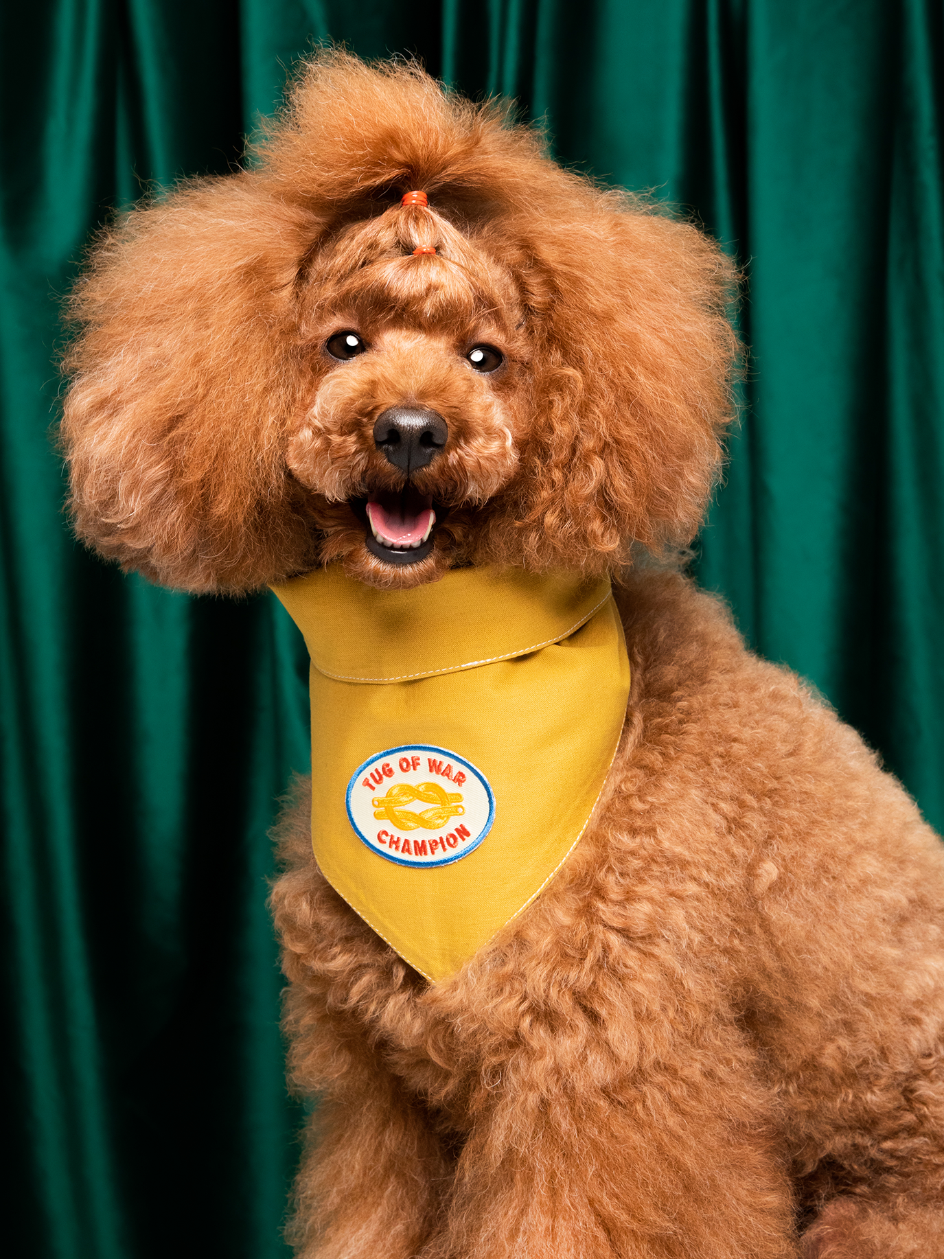 Scout's Honour Pty Ltd - Tug of War Champion iron-on patch for dogs and cats