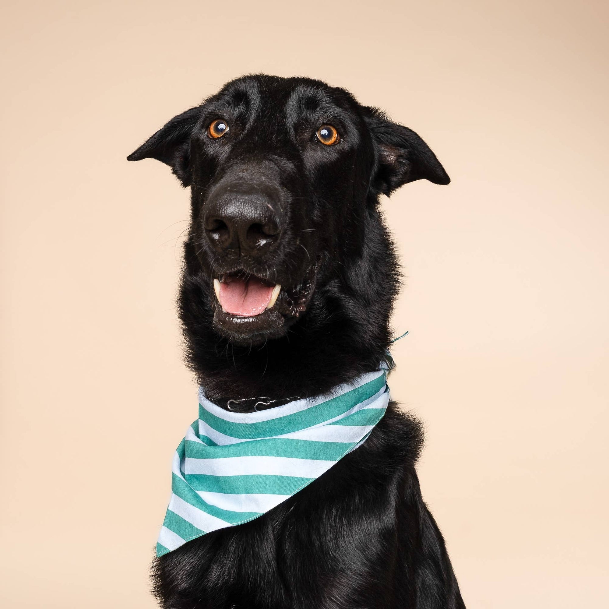 The Paws - Gili Dog Bandana