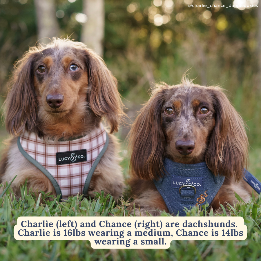 Lucy &amp; Co. - Camp Out Reversible Harness: L
