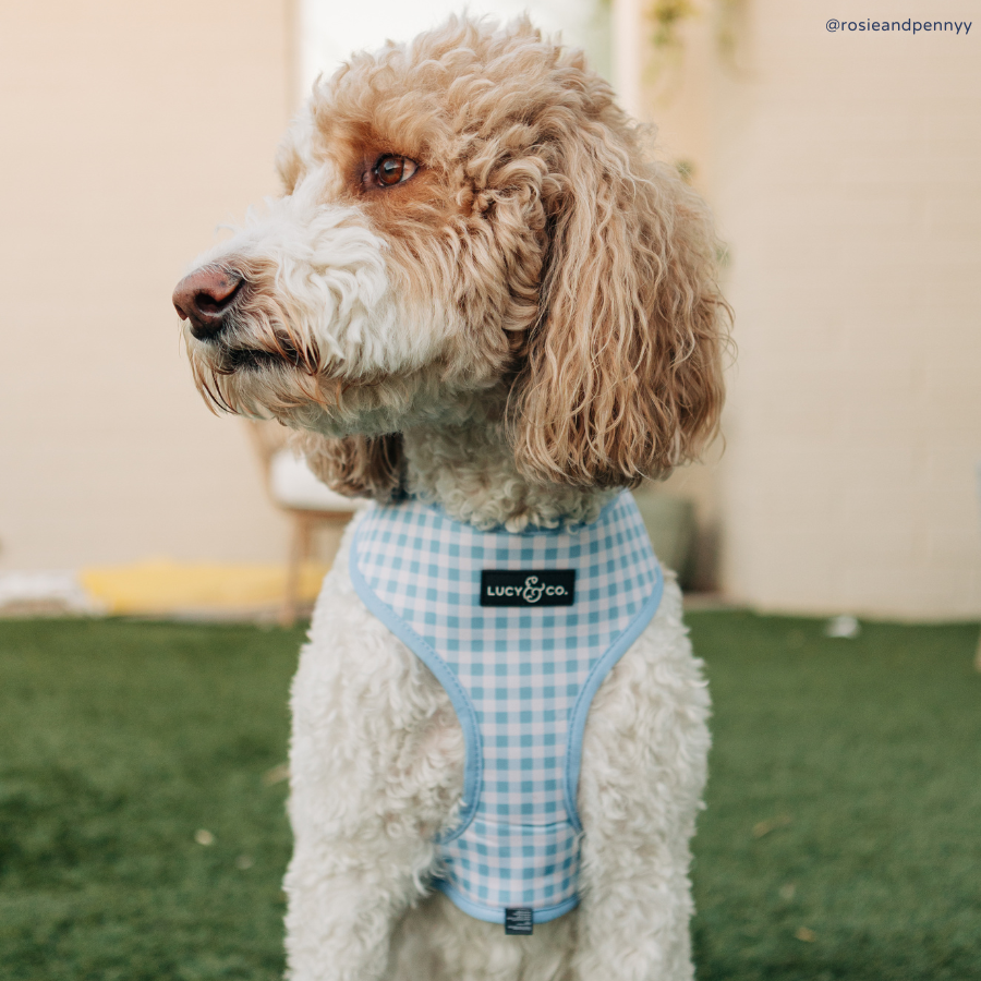 Lucy &amp; Co. - Bowwow Wow! Reversible Harness: L