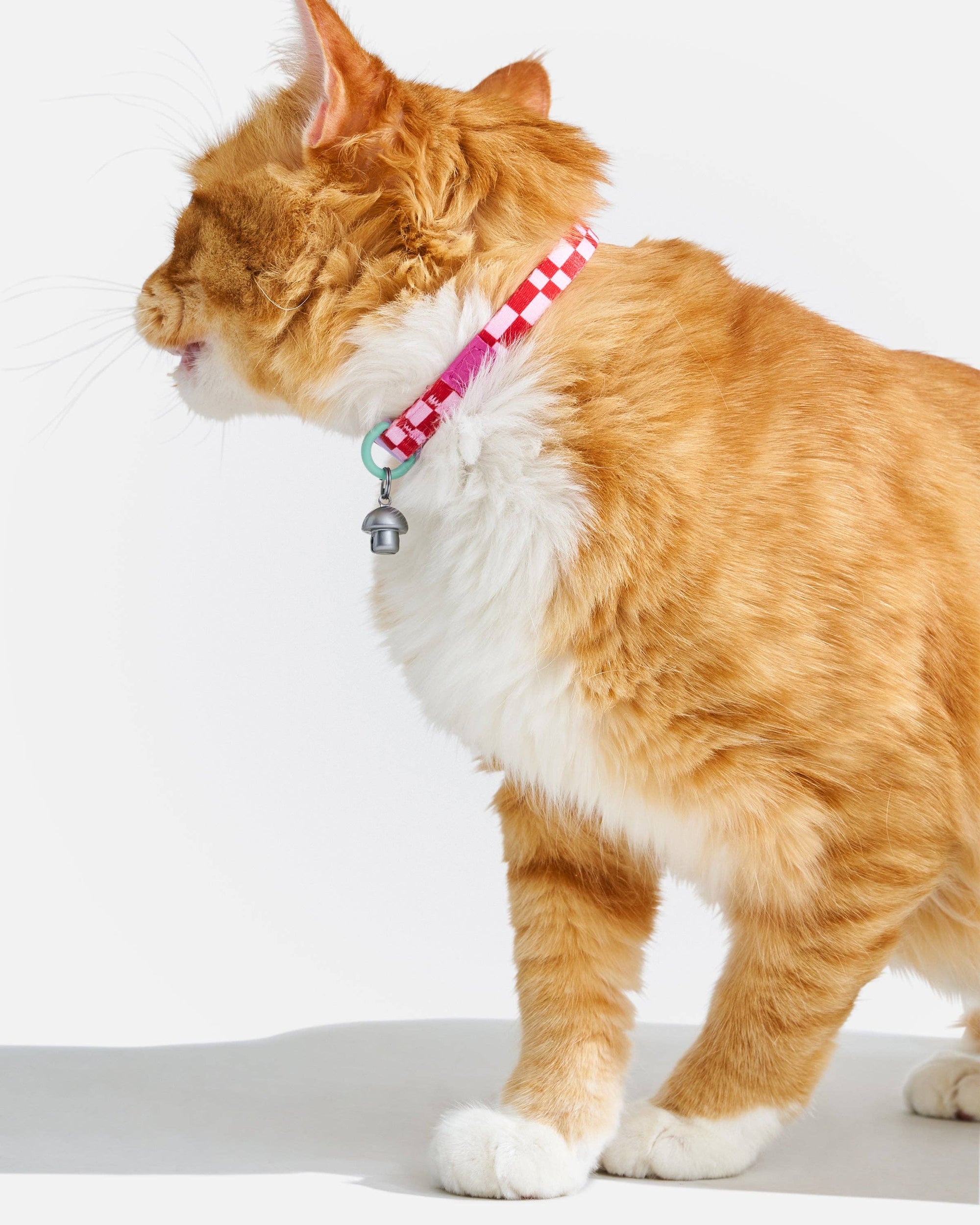 Wild One - Breakaway Cat Collar: S / M • Cat / Bubblegum