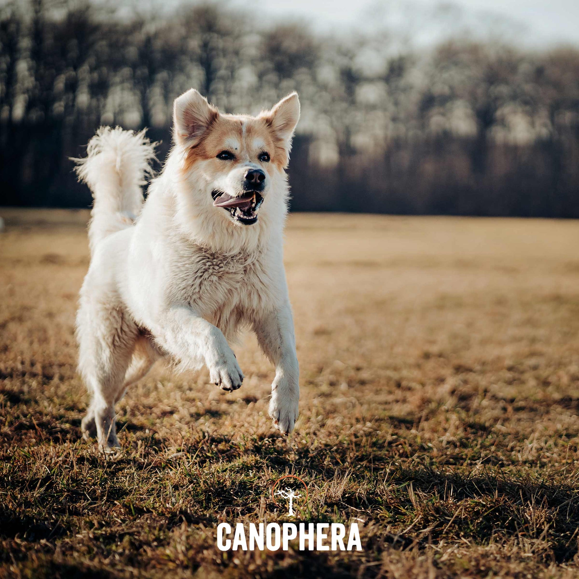 CANOPHERA LLC - Dog Chew Made of Briar Root.: L