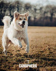 CANOPHERA LLC - Dog Chew Made of Briar Root.: L