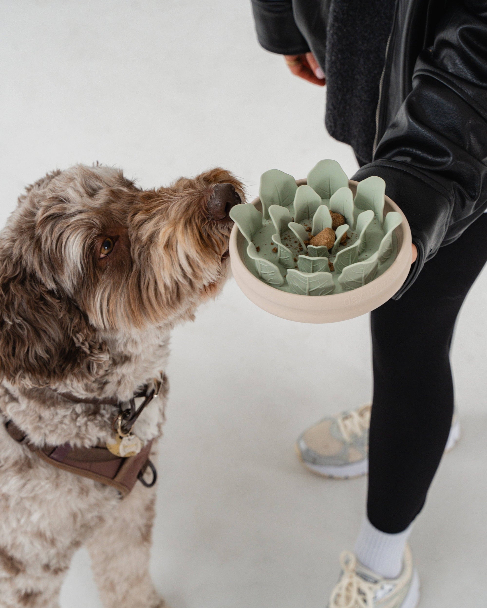 dexypaws - Planter Slow Feeder
