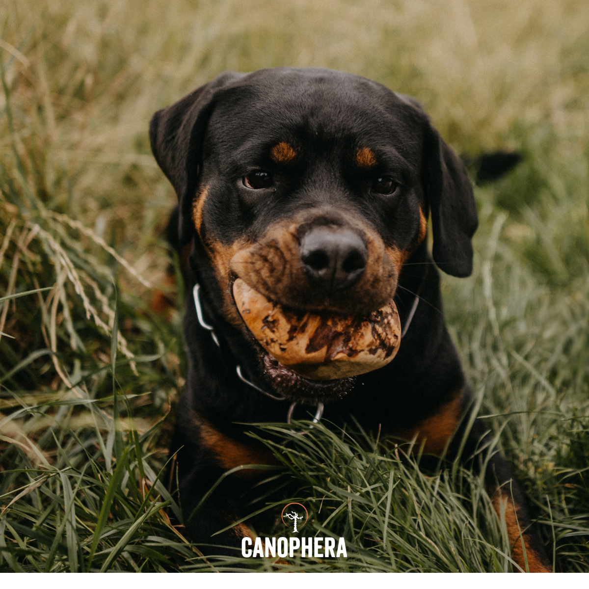 CANOPHERA LLC - Dog Chew Made of Briar Root.: L