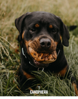 CANOPHERA LLC - Dog Chew Made of Briar Root.: L