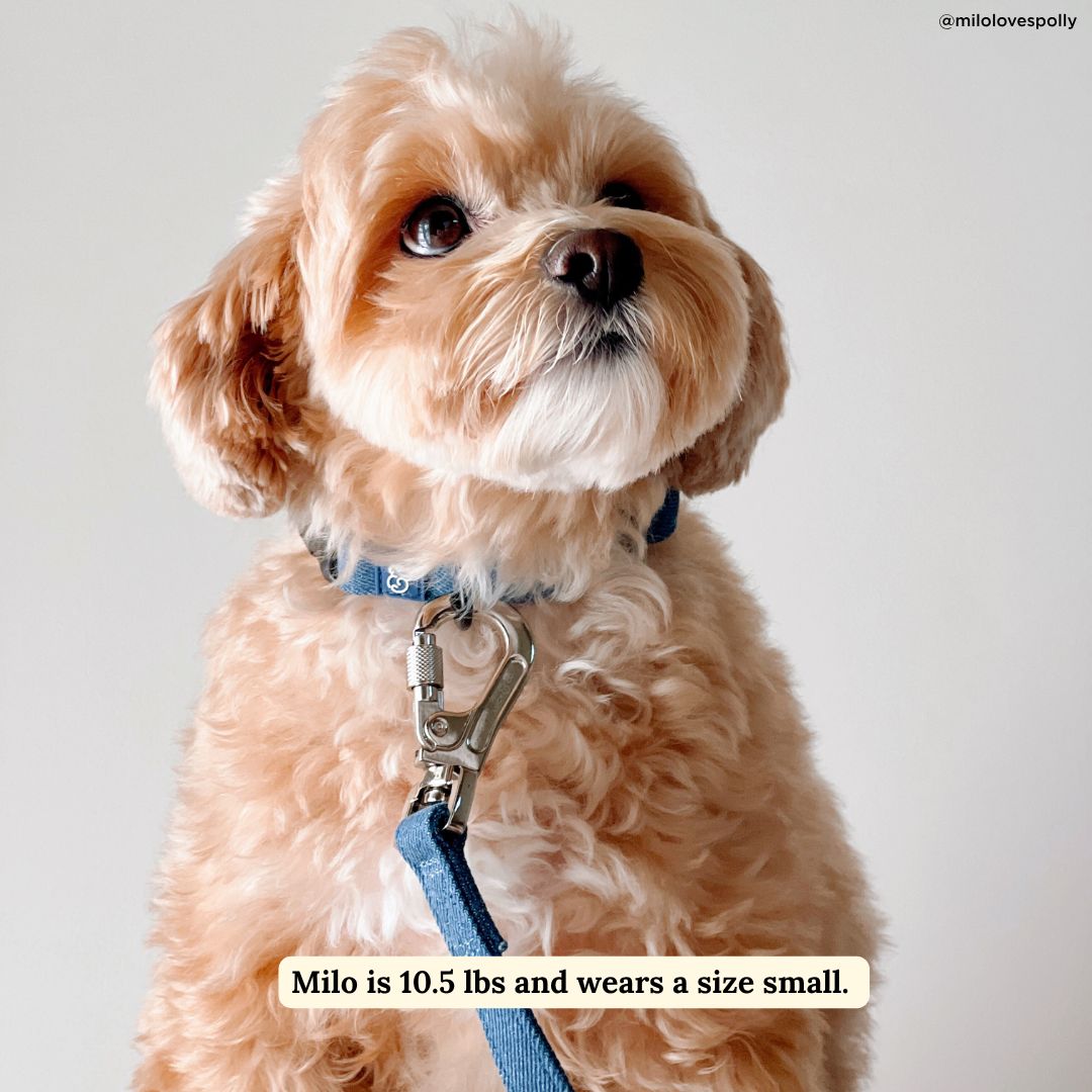 Lucy &amp; Co. - Blue Jeans Collar: S