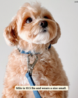 Lucy & Co. - Blue Jeans Leash: L