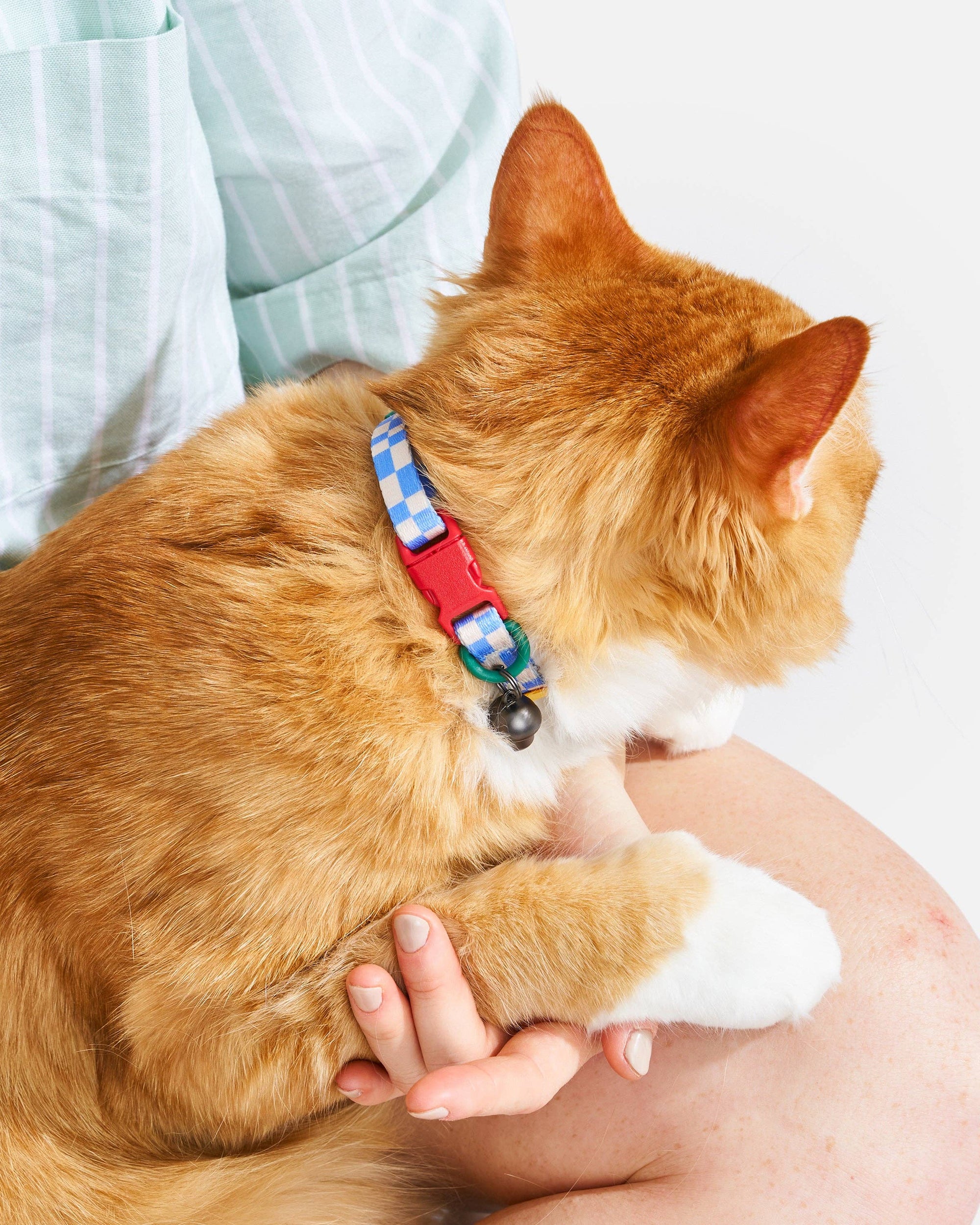 Wild One - Breakaway Cat Collar: S / M • Cat / Bubblegum