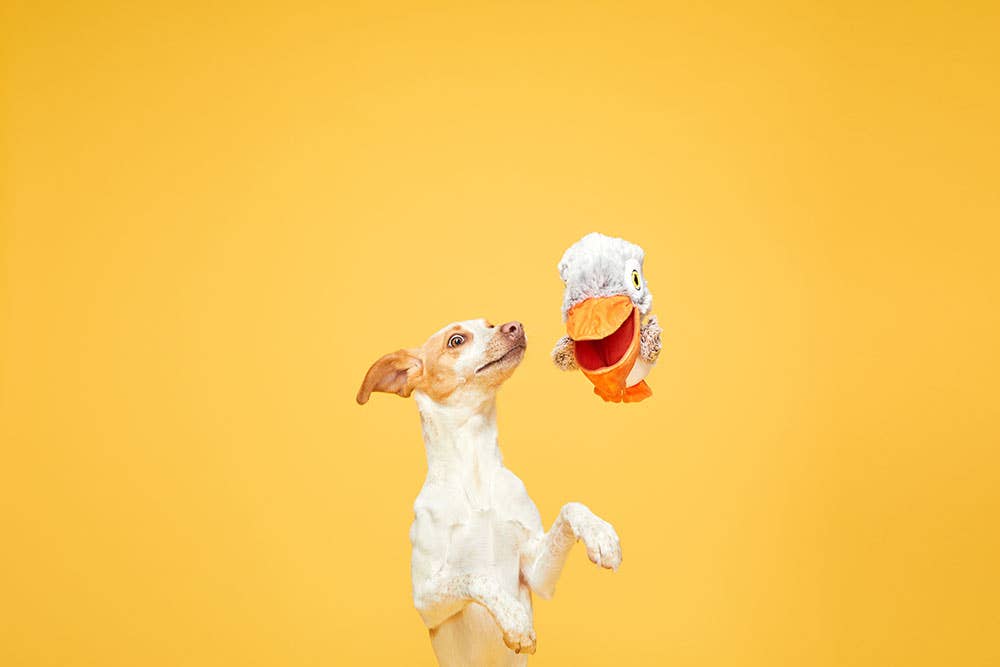 BARK Big Bill &amp; Beak-A-Boo Fish