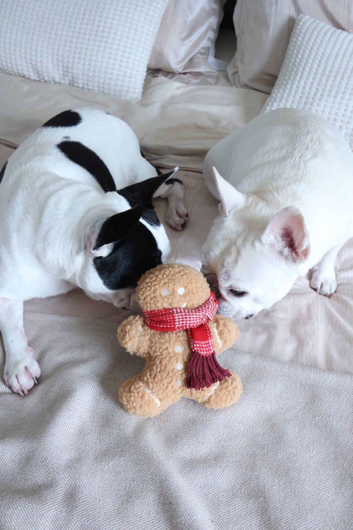 Lambwolf Collective - MISTER GINGERBREAD// Holiday Toy// Enrichment Dog Toy