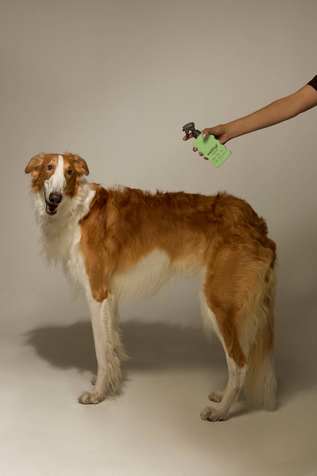 Welltayl - Dog Skin + Coat Spray (Cat-Safe)