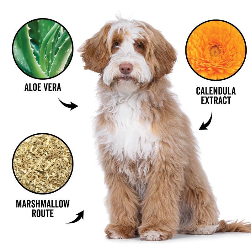 PRIDE + GROOM - DOGDAYS Curly + Wavy Shampoo Gallon