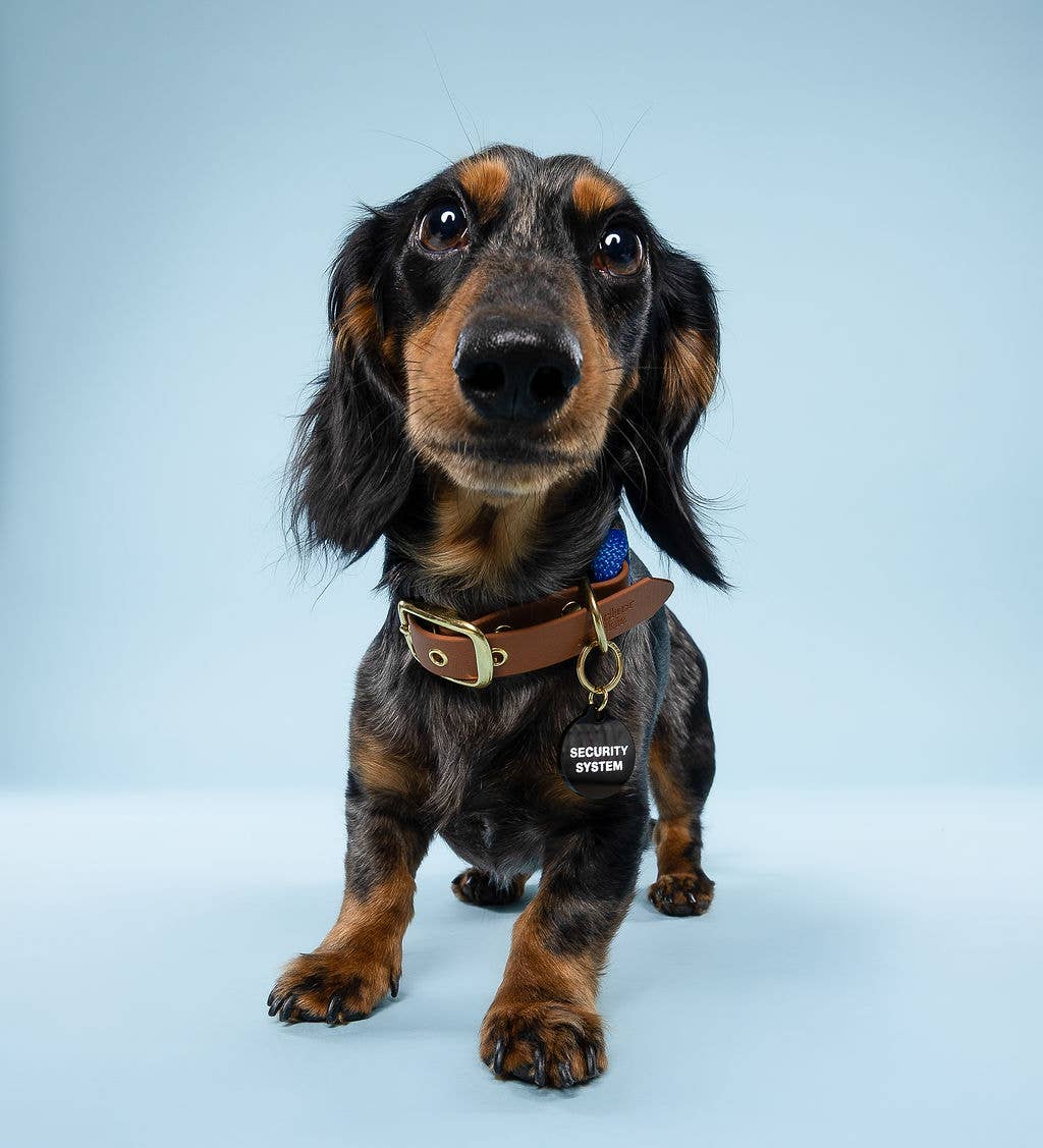 Freshwater Curated Goods™ - Security System Pet Tag