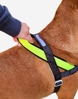 Zee.Dog - NOX | SofterWalk Harness: Small