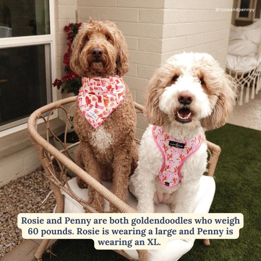 Lucy &amp; Co. - Howdy, Honey Bandana
